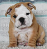 Photo №1. english bulldog - for sale in the city of Bremen | 697$ | Announcement № 95704