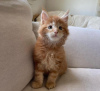 Photo №2 to announcement № 83674 for the sale of maine coon - buy in United States private announcement