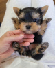 Photo №4. I will sell yorkshire terrier in the city of Berlin. private announcement - price - 215$