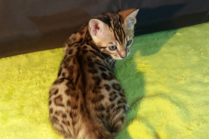Photo №2 to announcement № 1566 for the sale of bengal cat - buy in Belarus private announcement, breeder