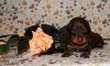 Photo №4. I will sell dachshund in the city of Москва. private announcement - price - 260$