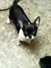 Photo №4. I will sell chihuahua in the city of Kharkov. private announcement - price - 455$