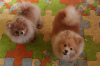 Photo №1. pomeranian - for sale in the city of Belgrade | 1057$ | Announcement № 122562