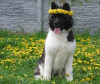 Photo №1. american akita - for sale in the city of New York | 1000$ | Announcement № 10679