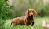 Additional photos: Standard dachshund puppies