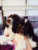 Photo №1. english springer spaniel - for sale in the city of Cologne | 300$ | Announcement № 127309