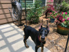 Photo №1. dobermann - for sale in the city of Угровец | 380$ | Announcement № 29262