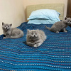 Photo №2 to announcement № 32284 for the sale of scottish fold - buy in Lithuania breeder
