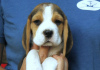 Photo №4. I will sell beagle in the city of Франкфурт-на-Майне. private announcement - price - 397$