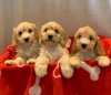 Photo №1. american cocker spaniel - for sale in the city of Nottingham | 395$ | Announcement № 18189