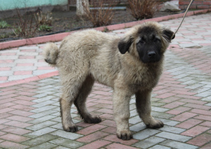 Photo №2 to announcement № 4679 for the sale of  - buy in Ukraine breeder