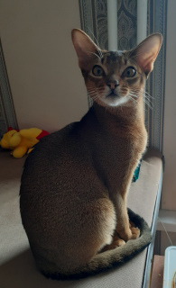 Photo №2 to announcement № 4938 for the sale of abyssinian cat - buy in Russian Federation from nursery