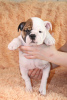 Additional photos: english bulldog puppies