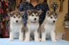 Photo №2 to announcement № 121841 for the sale of alaskan malamute - buy in Netherlands private announcement