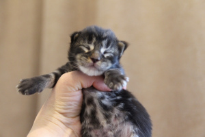 Photo №4. I will sell maine coon in the city of Lodeynoye Pole. from nursery - price - 400$