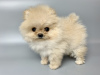 Additional photos: Pomeranian Spitz puppies.