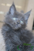 Photo №3. Maine Coon blue boy. Russian Federation