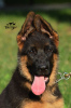 Photo №1. german shepherd - for sale in the city of Kharkov | 700$ | Announcement № 10155