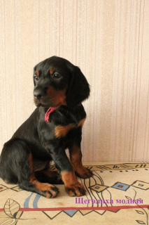 Photo №4. I will sell gordon setter in the city of Скреблово. private announcement - price - 273$