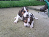 Photo №4. I will sell beagle in the city of Nemenikuće. breeder - price - negotiated