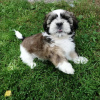 Photo №2 to announcement № 43829 for the sale of shih tzu - buy in United States private announcement