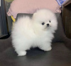 Photo №1. pomeranian - for sale in the city of Berlin | negotiated | Announcement № 115913