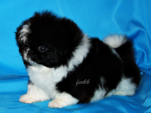 Photo №1. pekingese - for sale in the city of Москва | negotiated | Announcement № 4286