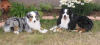 Photo №2 to announcement № 64983 for the sale of australian shepherd - buy in Finland breeder