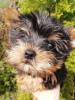 Additional photos: Yorkie baby face puppy