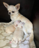 Photo №1. chihuahua - for sale in the city of Vilnius | 507$ | Announcement № 116172