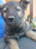 Photo №4. I will sell german shepherd in the city of Бачка-Паланка.  - price - Is free
