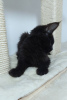 Photo №2 to announcement № 78118 for the sale of maine coon - buy in Romania breeder