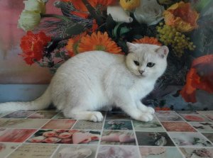Photo №3. Cat Breed: British. Ukraine