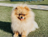 Photo №1. pomeranian - for sale in the city of Kiev | 700$ | Announcement № 11225