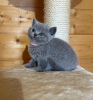 Photo №2 to announcement № 58267 for the sale of british shorthair - buy in Netherlands private announcement