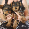 Photo №3. Teacup Yorkshire Terrier Puppy for free adoption. Germany