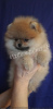 Photo №2 to announcement № 8664 for the sale of pomeranian - buy in Ukraine breeder