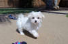 Photo №1. maltese dog - for sale in the city of Rome | 300$ | Announcement № 20588