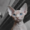 Photo №1. sphynx cat - for sale in the city of Simferopol | 501$ | Announcement № 17780