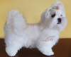Photo №2 to announcement № 54822 for the sale of maltese dog - buy in Ukraine from nursery