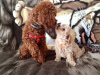 Photo №2 to announcement № 58791 for the sale of poodle (toy) - buy in Greece private announcement