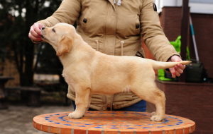 Photo №2 to announcement № 5771 for the sale of labrador retriever - buy in Ukraine private announcement
