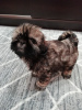 Photo №3. Purebred Shih Tzu puppies.. Latvia