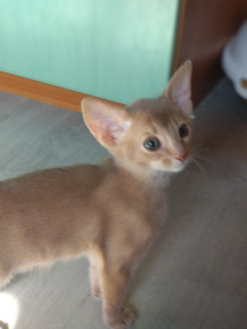Photo №1. abyssinian cat - for sale in the city of Minsk | 426$ | Announcement № 1872