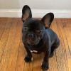 Photo №4. I will sell french bulldog in the city of Herzogenrath. private announcement - price - 260$
