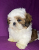 Photo №1. shih tzu - for sale in the city of Minsk | 415$ | Announcement № 89548
