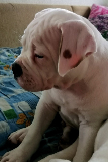 Additional photos: On sale 2 boys. American bulldog