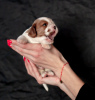 Photo №2 to announcement № 16049 for the sale of cavalier king charles spaniel - buy in Russian Federation breeder