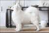 Photo №2 to announcement № 22746 for the sale of samoyed dog - buy in Belarus private announcement