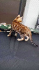 Photo №4. I will sell bengal cat in the city of Warsaw. private announcement, from nursery, breeder - price - negotiated